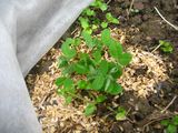 imgabouttayoriimg_nouen_250303_1.jpg.JPG