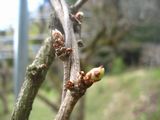 imgabouttayoriimg_nouen_250303_2.jpg.JPG