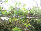 imgabouttayoriimg_nouen_250414_1.jpg.JPG