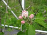 imgabouttayoriimg_nouen_250414_2.jpg.JPG