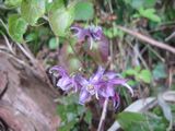 imgabouttayoriimg_nouen_250414_3.jpg.JPG