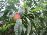 imgabouttayoriimg_nouen_250720_1.jpg.JPG